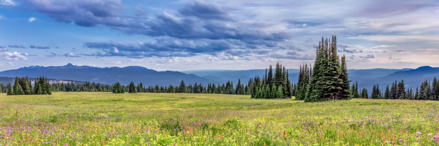 Fields of wildflowers under a moody sky in Wells Grey Provincial Park in Clearwater, BC.