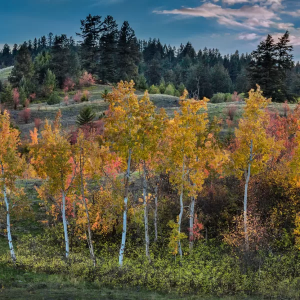 Stunning displays of golden hues and crimson tones spread across the hills in the Commonage area of the Okanagan, which lies between Vernon and Oyama.