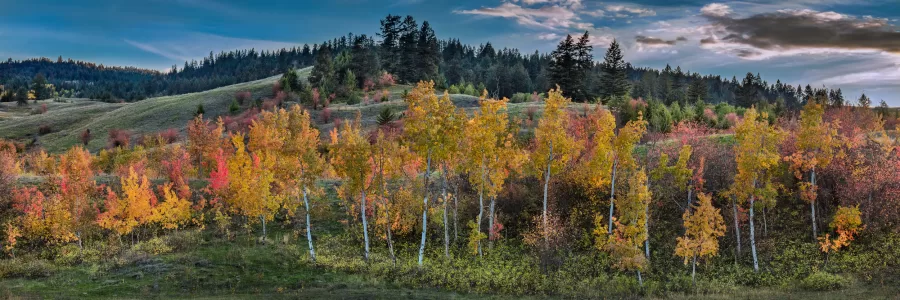 Stunning displays of golden hues and crimson tones spread across the hills in the Commonage area of the Okanagan, which lies between Vernon and Oyama.