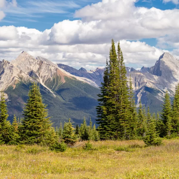 An awe inspiring panoramic view of a mountain range in Jasper National Park.