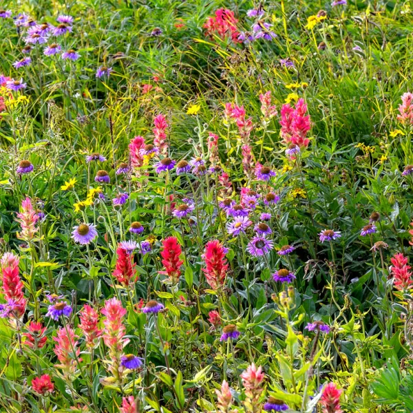 Brightly coloured wildflowers in the fields of Wells Grey Provincial Park.