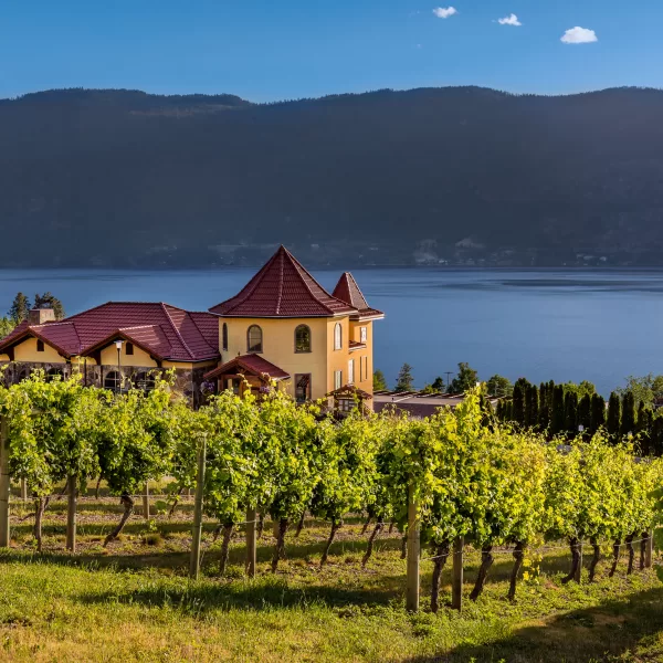 Sun drenched vineyard at the Gray Monk Estate Winery in Lake Country, over looking Okanagan Lake.