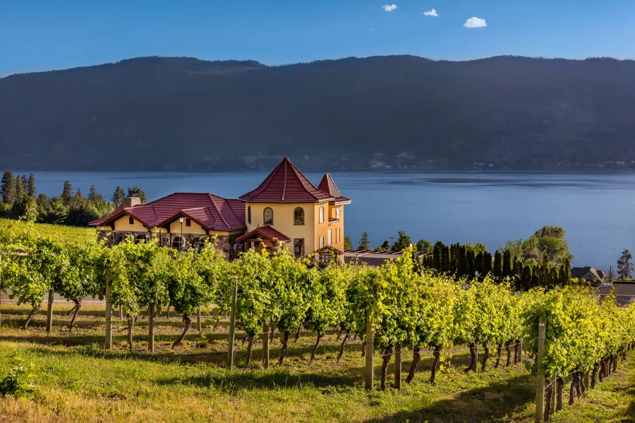 Sun drenched vineyard at the Gray Monk Estate Winery in Lake Country, over looking Okanagan Lake.