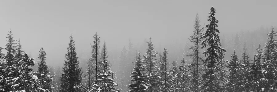 A heavy fog settles in among snow covered trees, leaving an eerie yet peaceful feeling.