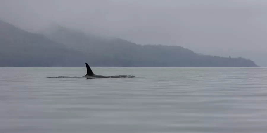 A lone Orca whale spotted early morning on the Johnstone Strait near Telegraph Cove on Vancouver Island.