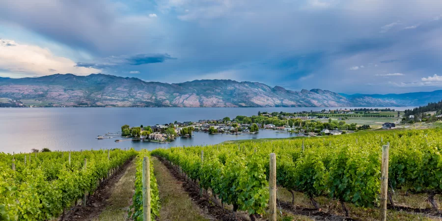 A stormy summer sky brings welcome rain to rows of vines in West Kelowna overlooking Okanagan Lake.