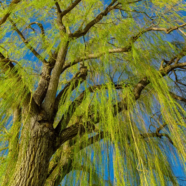  The graceful, curved form of the Weeping Willow against a blue, Okanagan sky.