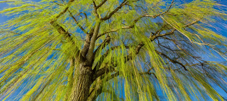  The graceful, curved form of the Weeping Willow against a blue, Okanagan sky.
